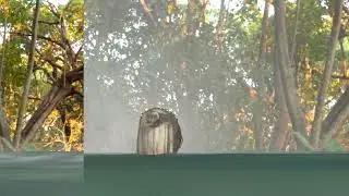 Лесное озеро.
