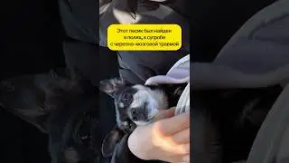 Пса предали и выкинули в сугроб😢 