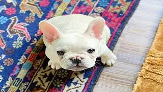 Funny and Cute French Bulldogs Videos Compilation!