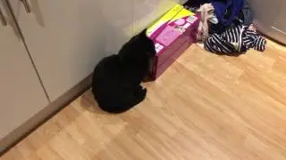 Throwing some cling film at my cat