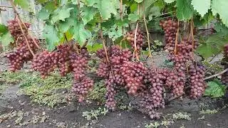 Виноград Клубничный. 2022 г.