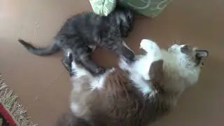 КОТЕНОК мейн-кун ДЕРЕТСЯ С КОТОМ, сам орет, но все равно лезет))).