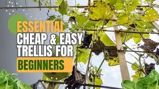 How To Make an EASY and CHEAP Trellis For Your Garden | Beginner's Guide