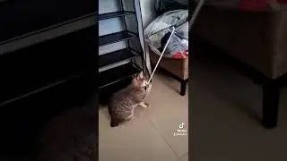 gato jugando #gato #gatosincola #gatito #gatitos #viral