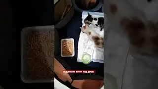 ночью постучали и подкинули котят,пришлось взять к себе, не оставлять же малышей на улице #котята