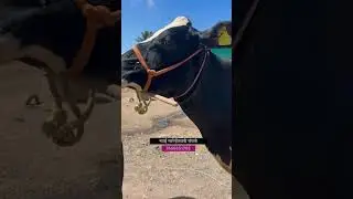 दुसऱ्या वेताची गाई विक्रीसाठी उपलब्ध आहे #hf_cow #सांगोला_बाजार #shorts