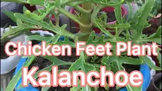 How to propagate kalanchoe, Chicken feet plant, Christmas tree plant