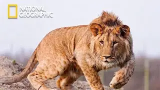 Lion King Takes Over  - Lion Pride Documentary - National Geographic Documentary 2023