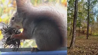 Медвежий орех🌱Лещина древовидная🌱БЕЛКА ест первый раз🌱Никогда не видела