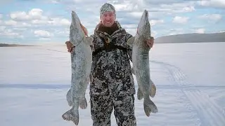 Caught in the middle!!! PIKE ON TIP-UPS ONE BY ONE