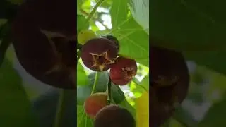 🧆 Инжир Поспел