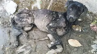 The blind dying dog was lying in a puddle waiting for the end! But the incredible happened!