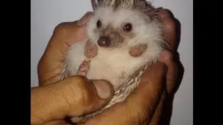 Cute Hedgehog