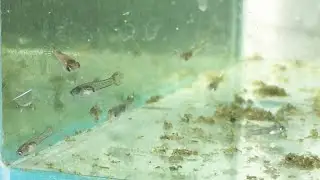 7 day old Dumbo red tail guppy