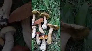 За белыми грибами
