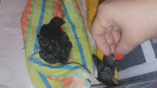 стрижи   20190709 084032