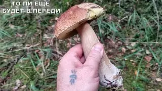 ЭТИХ ГРИБОВ МНОГО В ЛЕСУ / Куча разных Грибов в черном лесу Германии