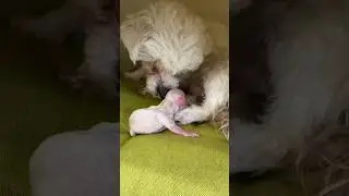 Мама облизывает новорожденного щенка