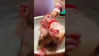 Cute #monkey #monkey #baby #shortvideo #love #cute #babymonkey