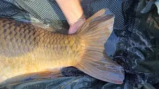 Wyłuskać karpia na Pstrążnej, gdy cała woda stoi // Genesis Carp
