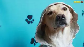 Шарик Шоу - Порно Колесо (выпуск 21)