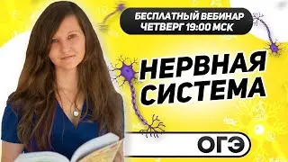 НЕРВНАЯ СИСТЕМА