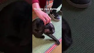 ЧИСТИМ УШИ ЧЕРНОМУ КОТУ #житомир #cats #жизньскошками #кошкииринышевчук #иринашевчуккотики