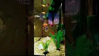 мои рыбки🐳🐟🐠🐟🐡🐠