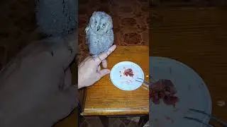 Чем кормить СПЛЮШКА 🦉🦉🦉правильное кормление 👍👍👍 карликовая сова