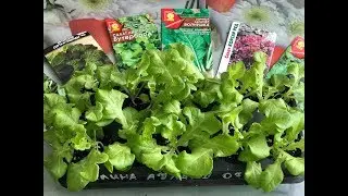 Grow Greens at Home in Winter Without Grow Lights! Part 1