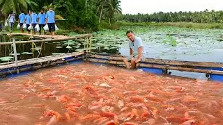 TILAPIA FISH HARVEST! Harvesting and Transferring Thousands of Tilapia to a Larger Pond!
