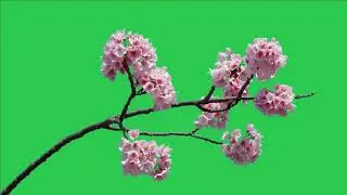 Tree green screen video, Green screen tree, tree green screen effect kinemaster, P-63