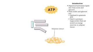 Lipid catabolism - lipolysis and beta oxidation and oxidation of fatty acids
