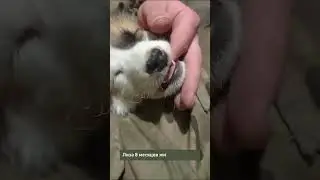Боец  