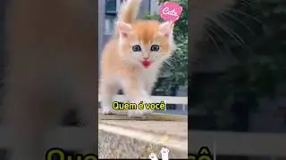 #cat #pets #funny #gatos #shortsfeed #shorts