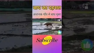 बाघ का दहशत#tiger #champaran #bagh #viral #shorts #viralshorts #westchamparan #village #fear #wow