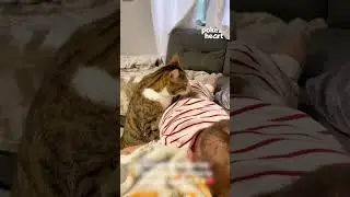 Pet Cat Comforts Crying Toddler
