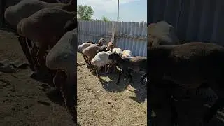 Баранчики на продажу тел. 89064759218