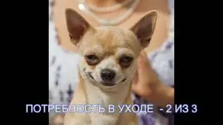 ЧИХУАХУА