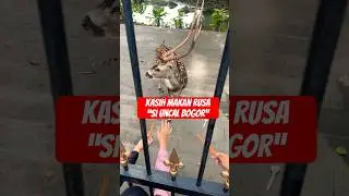 Wisata Bogor gratis kasih makan rusa di istana Bogor #bogor #animal #viral #fyp #shorts #video #fun