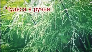 Хвощи и папоротники затерянного ручья (релакс видео перед сном)