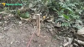 Armadilha com peso para pegar PACAS, CUTIAS E VEADOS