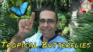 Konya Tropical Butterfly Garden. II Journey to the Mysterious World of Butterflies 🦋