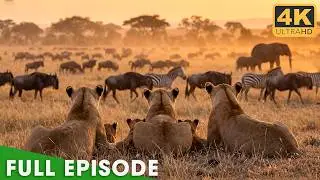 Ultimate Predators | The Deadliest Battle of the Savannah | Nature Animal Documentary