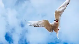 BIRDS OF THE SUN