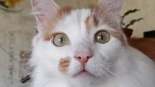 Утренняя зарядка Лучика!
