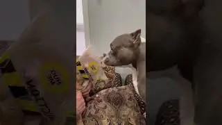 Cane Corso 👹  Meet  💀 Pitbull #shortsfeed #viralvideo