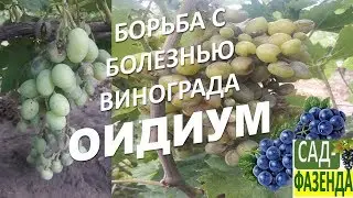 Grapes. A fungal disease of grapes - oidium. Grape oidium