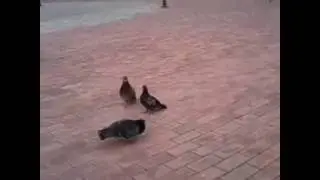 Голубиная любовь.
