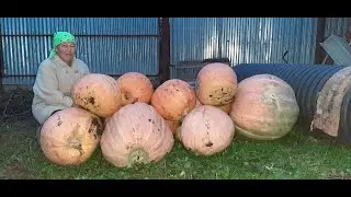 Отправляем семена тыквы